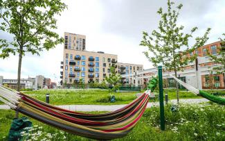 Hammock between fruit trees